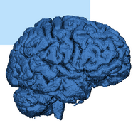 Brain MRI processing